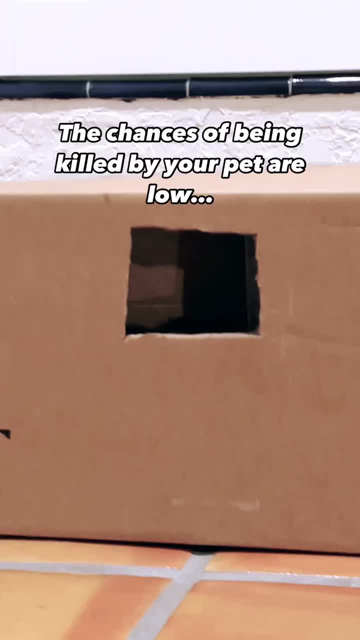 @Seamus the Scottish Fold