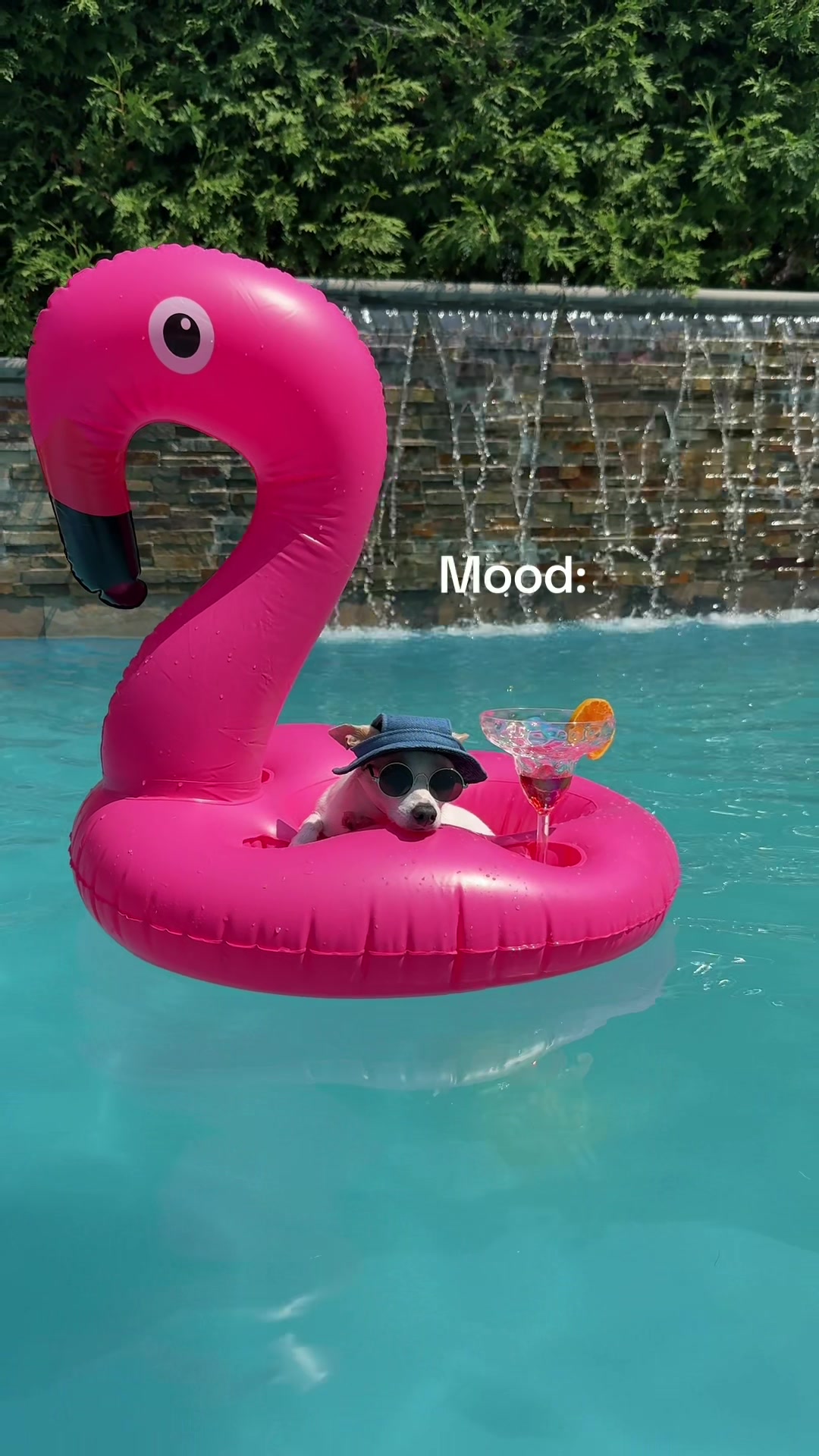 @Bao the Chihuahua