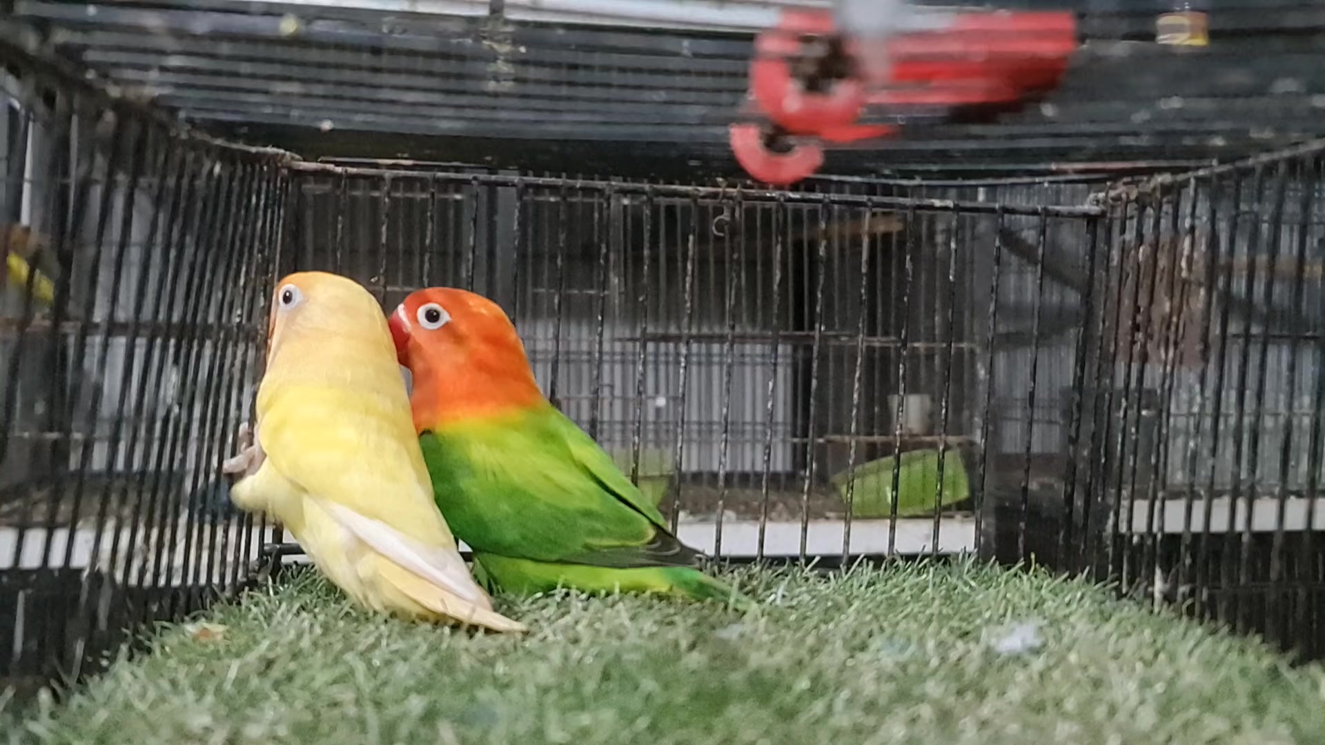 @ROYAL BIRD US