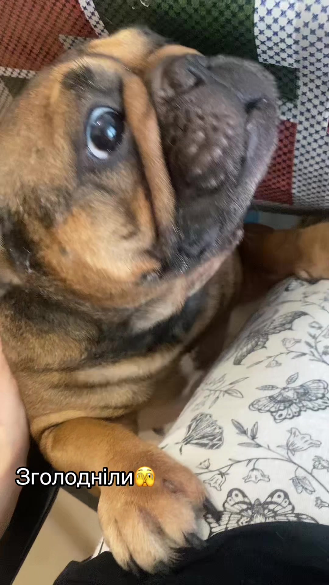 @_holly_bulls_
