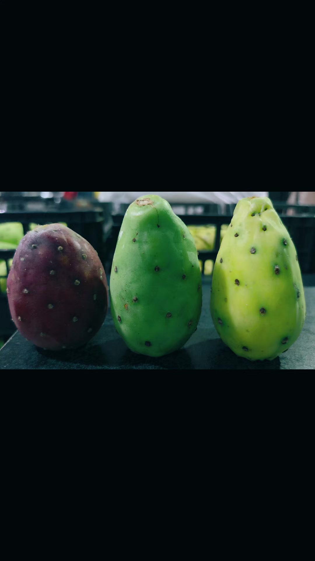 @Elgallocebollas🐓🧅🍍🍉