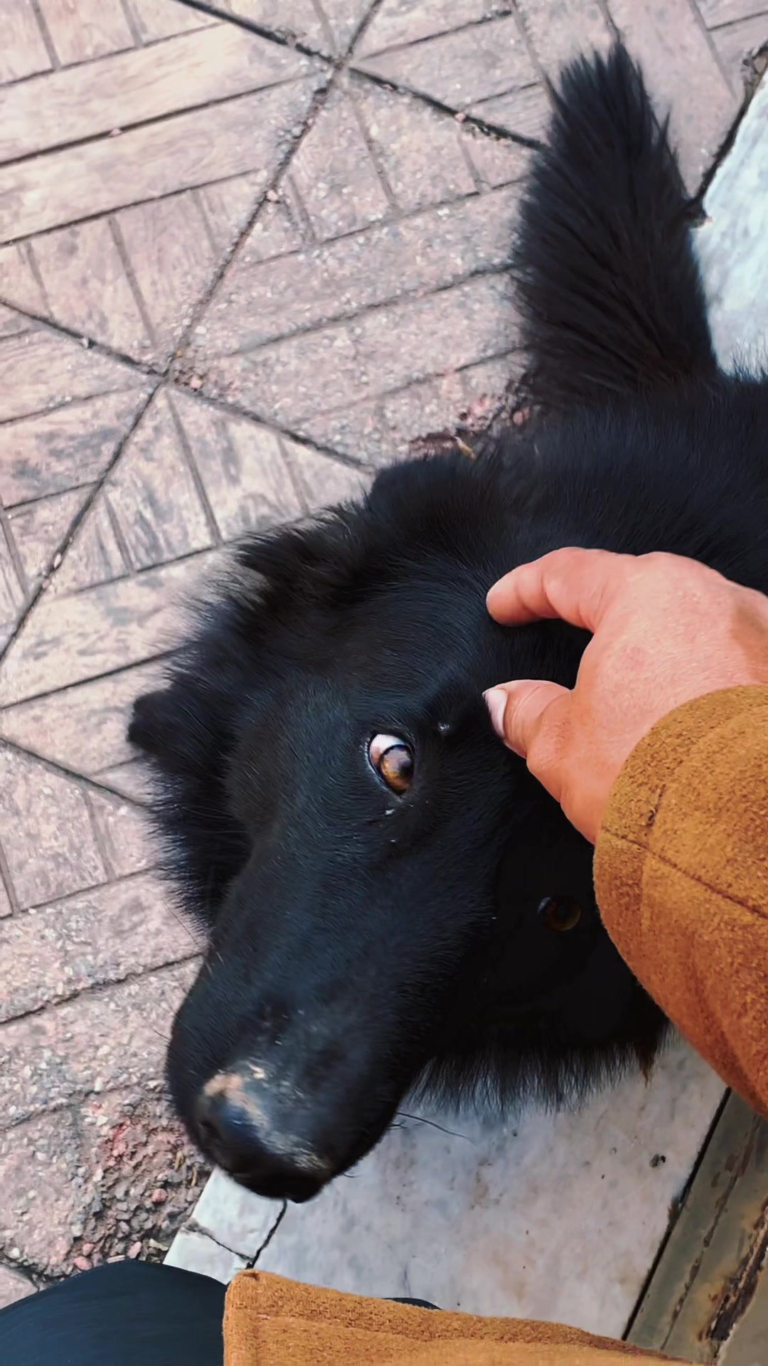 @Black German Shepherd😈