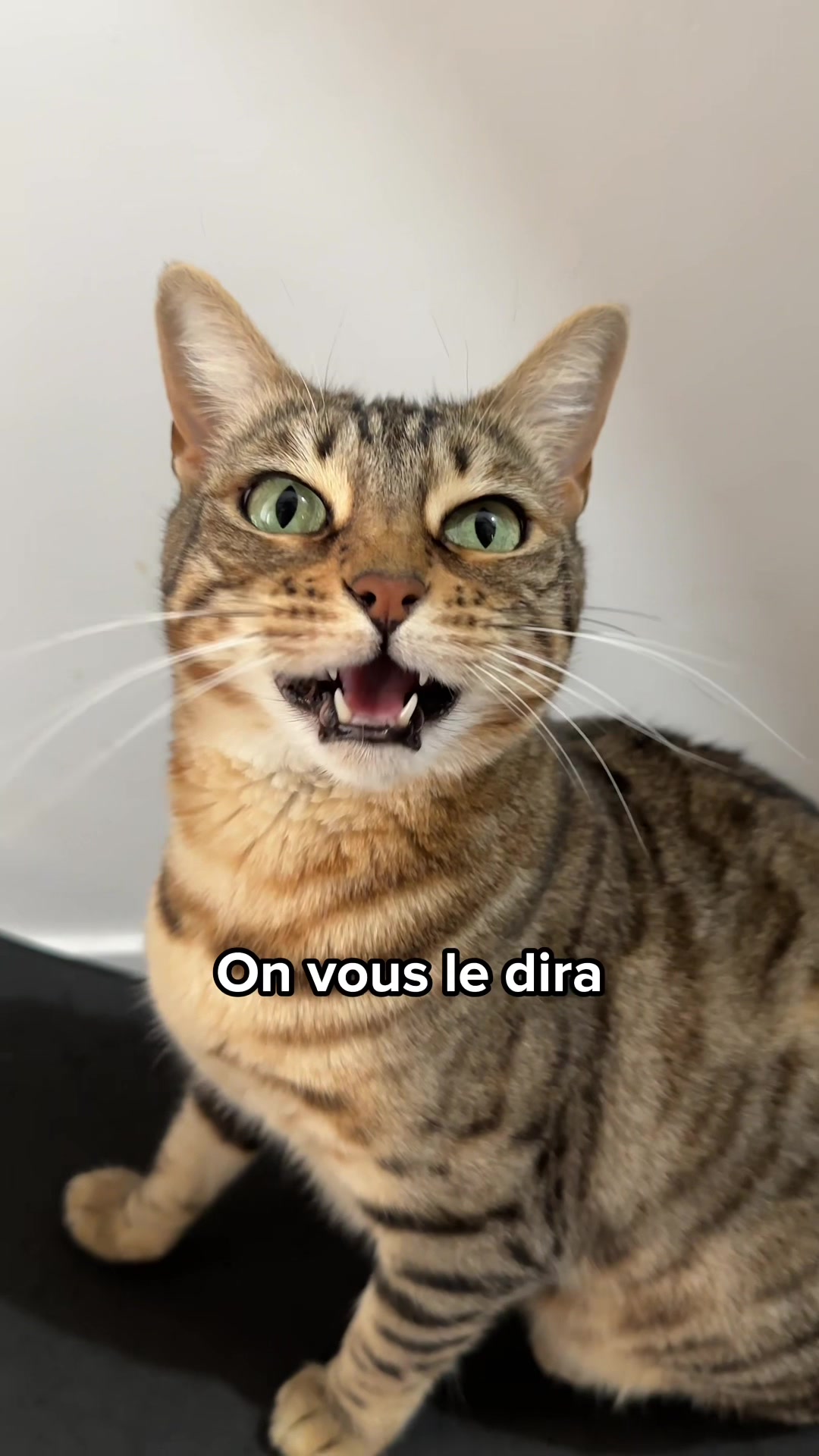 @Ricki the Bengal