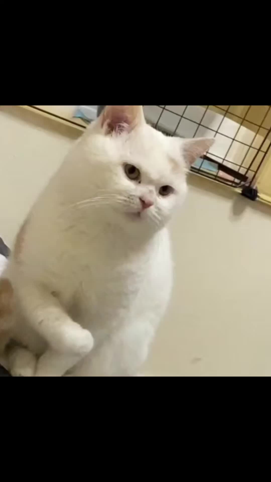 @Zatsugaku Animal