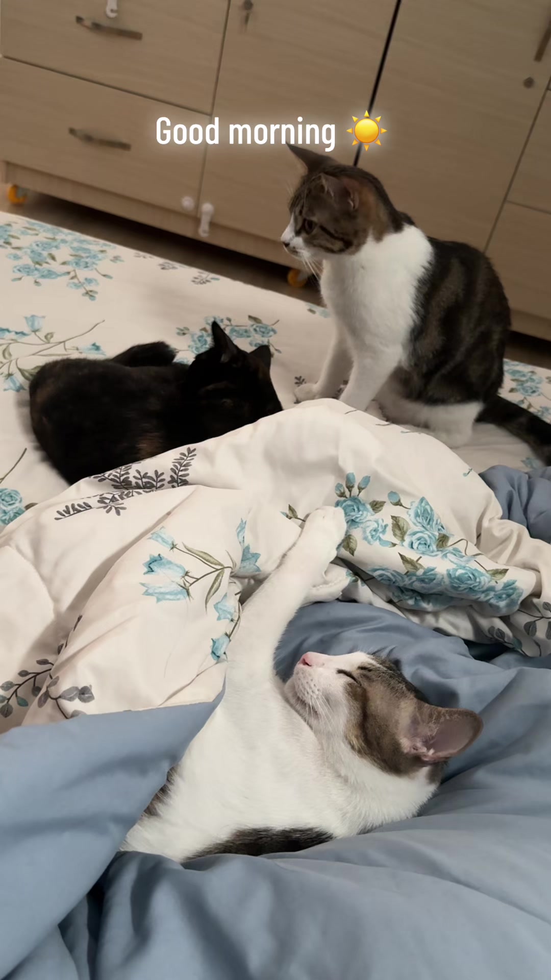@Three Cats | Behavior & Life
