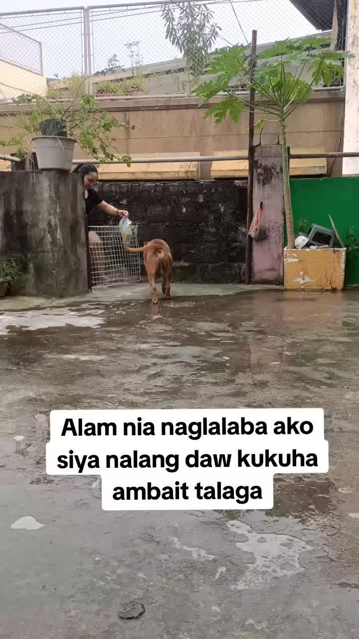 @ISKO THE PITBULL