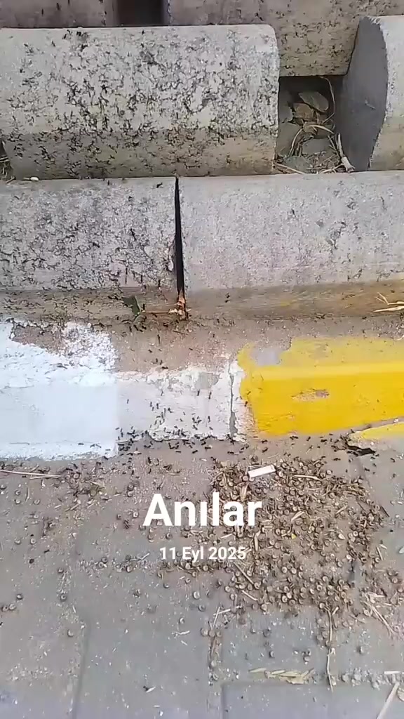 @vahit