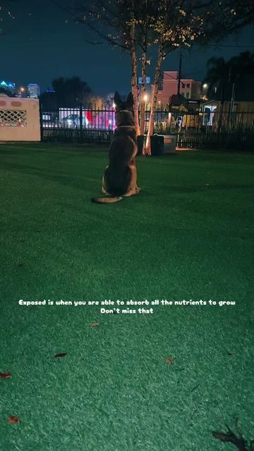 @DJ | Dog Trainer
