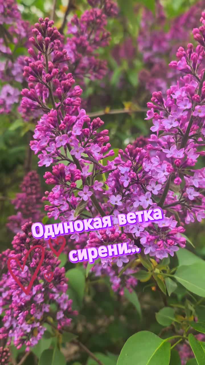 @Irina.fr1