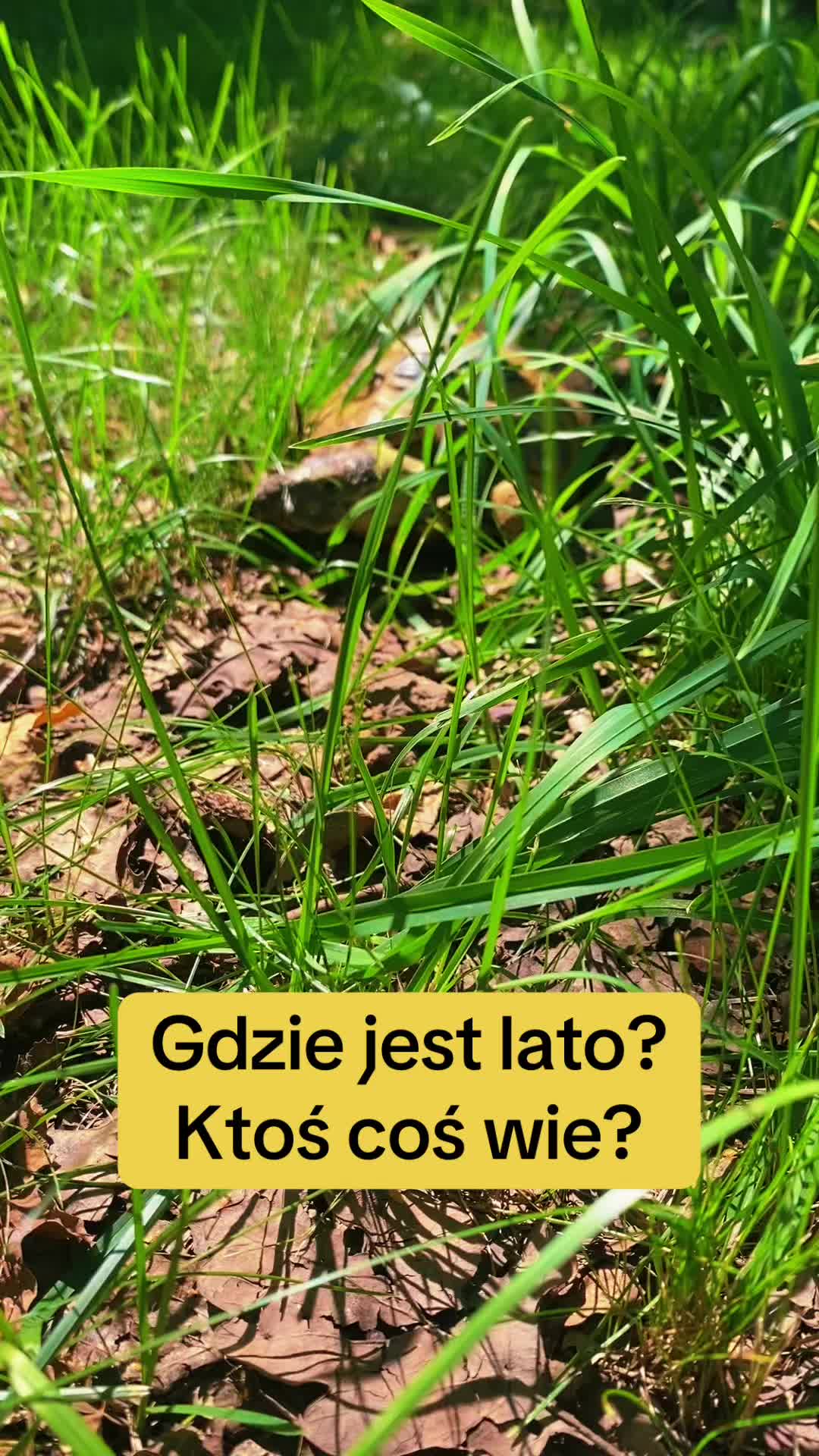 @Żółw Stefan Pierwszy