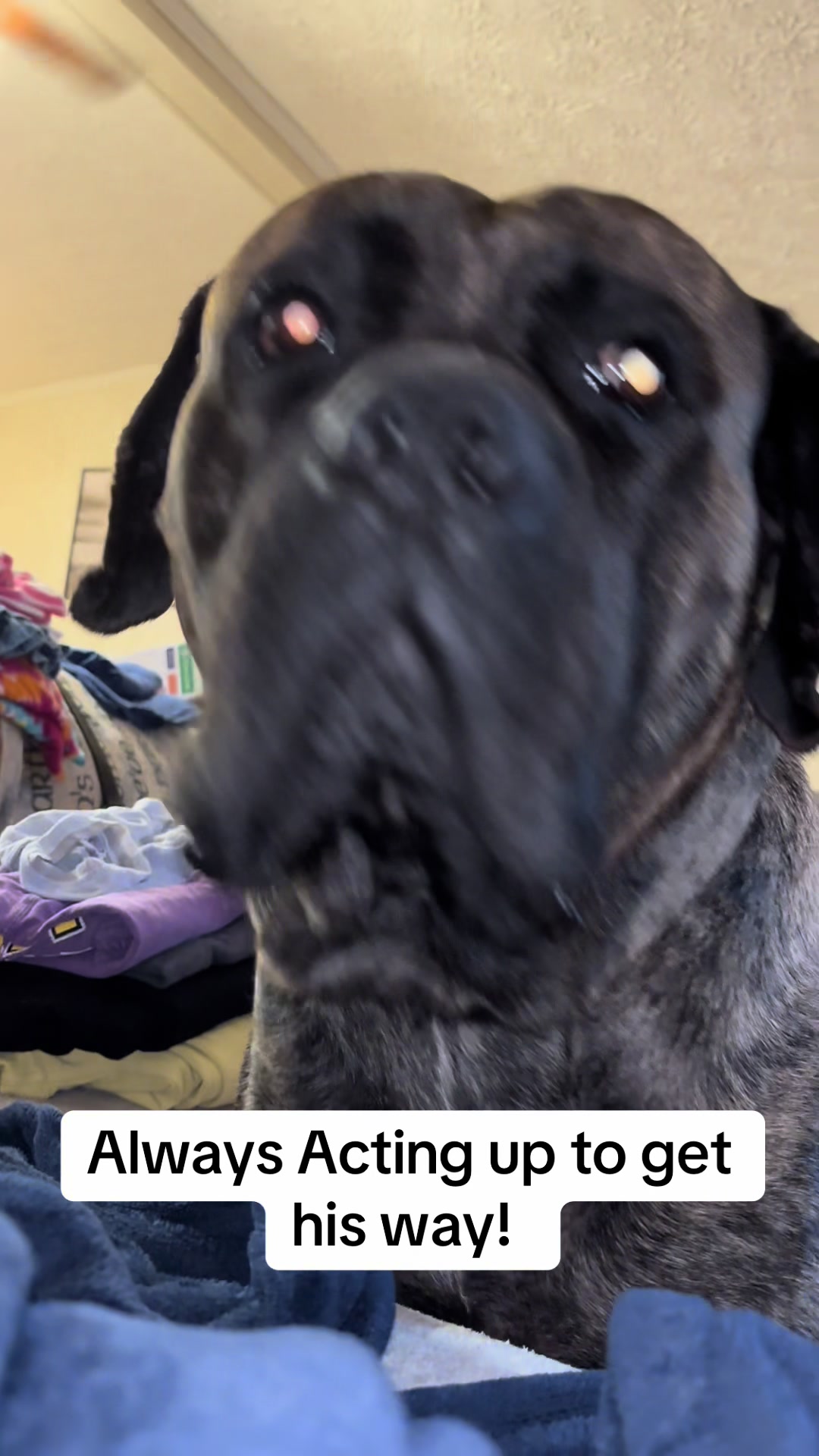 @HULK the mastiff