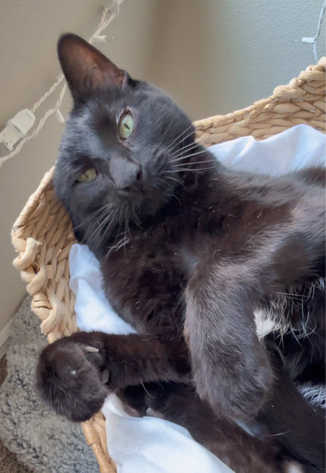 @furtastic4cats