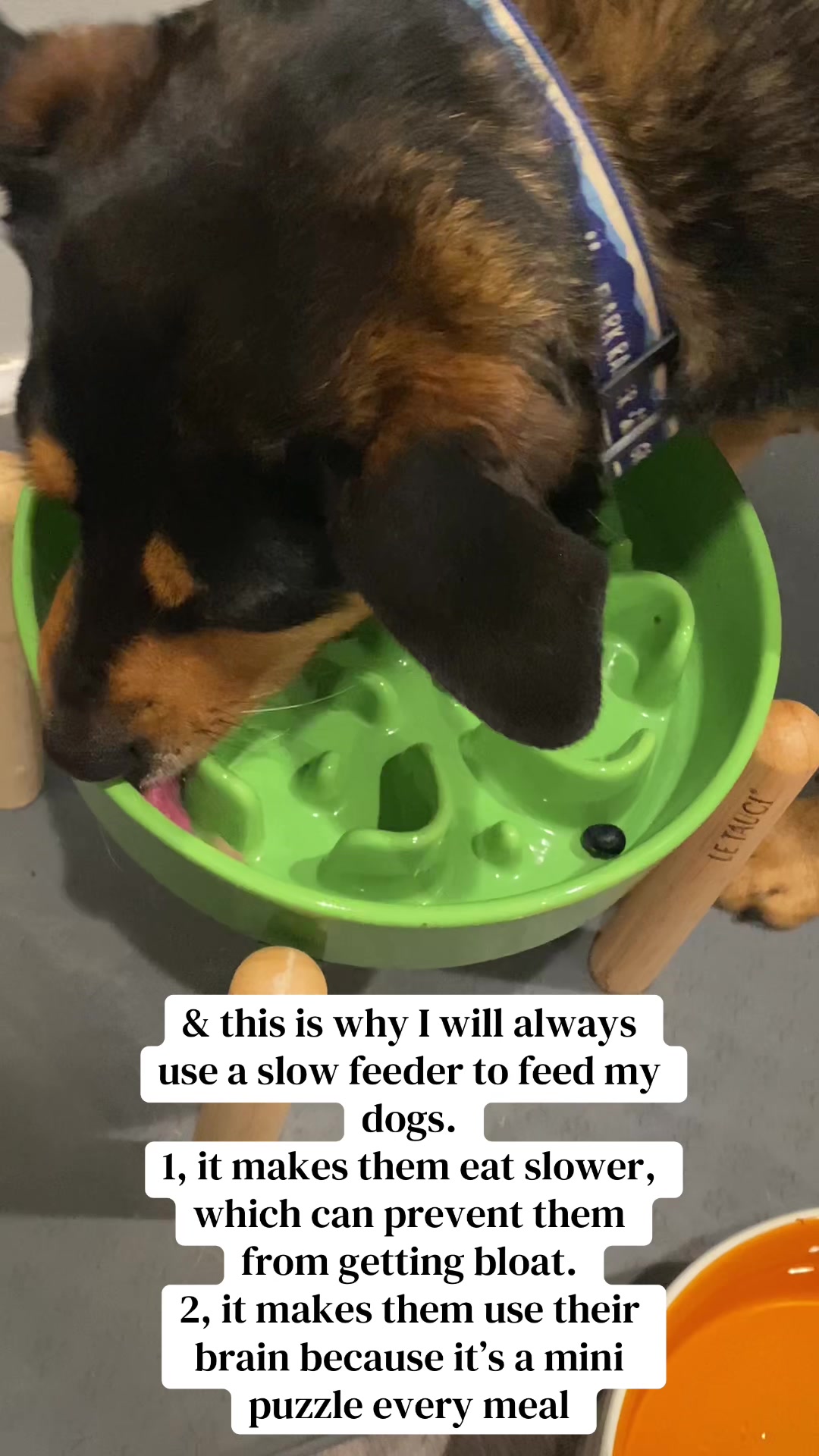 @Jessica 🤍 WFH Dog mom of 2🐶