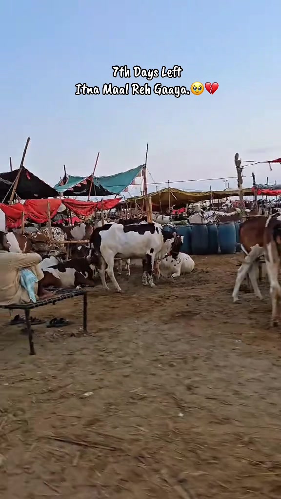 @COW MANDI (BEIP)❤️