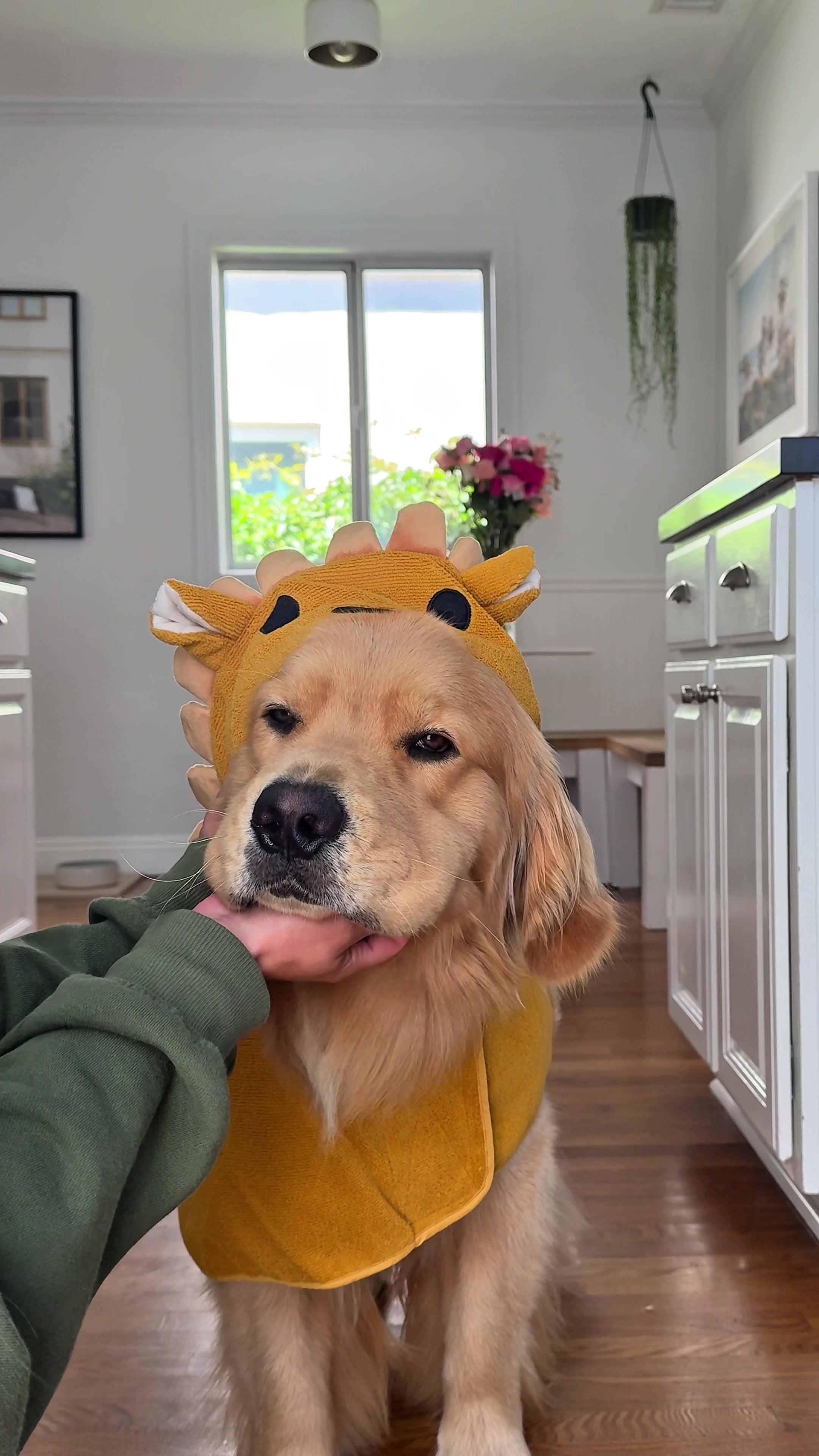 @Zebby The Golden Retriever