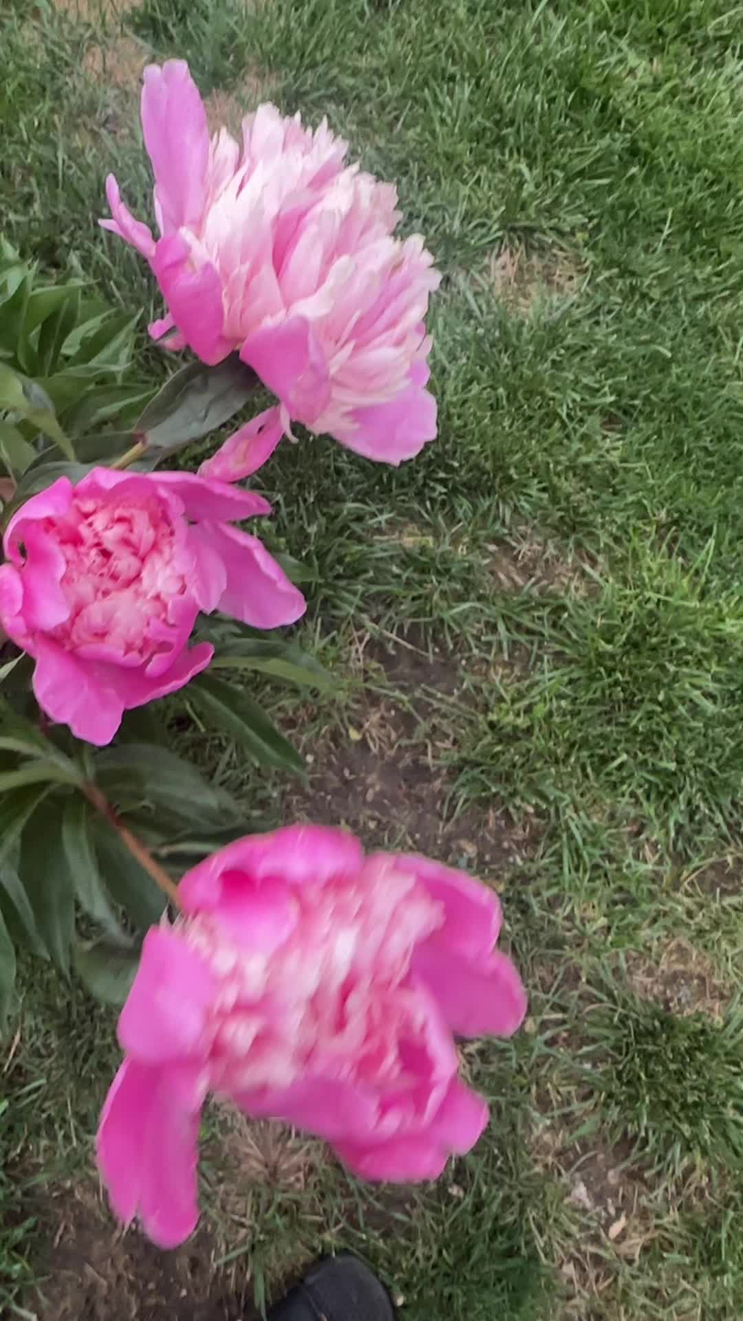 @bikana_chemjong