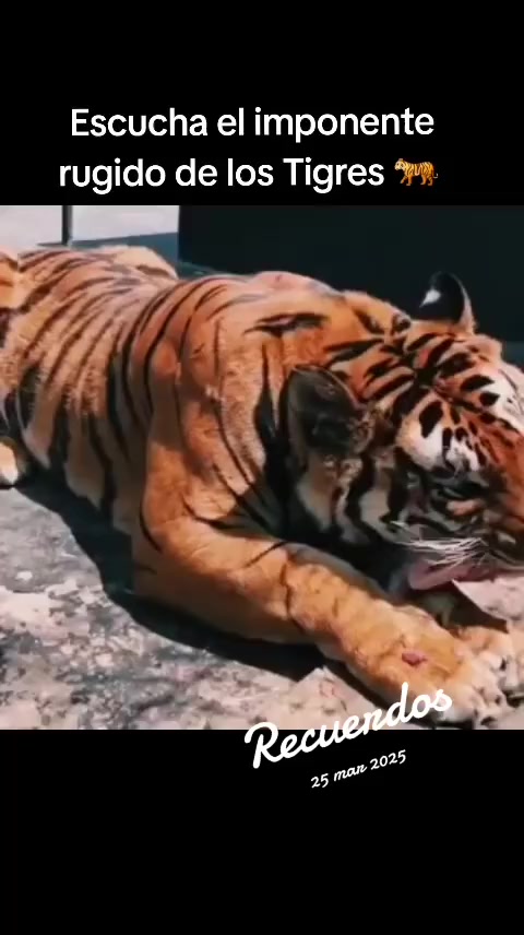 @❤️🔥ƳoɾꙆᥱ ρᥲᑯɩꙆꙆᥲ🪬🧿