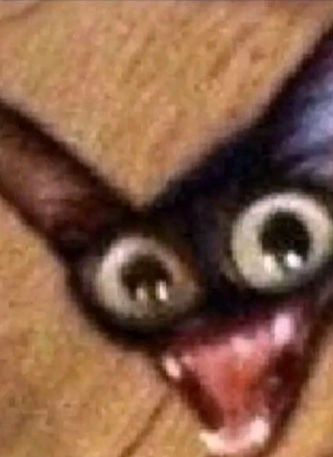 @sofii