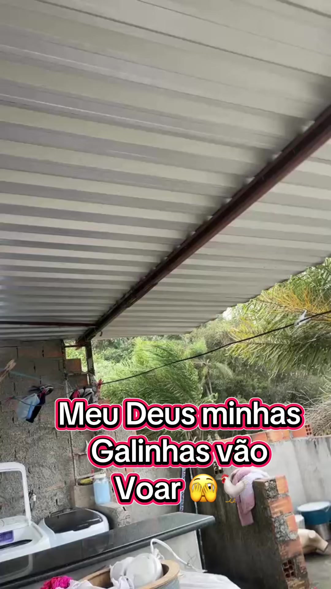 @Galinhas da Brandão 🐓🐣🐥🪿🥰