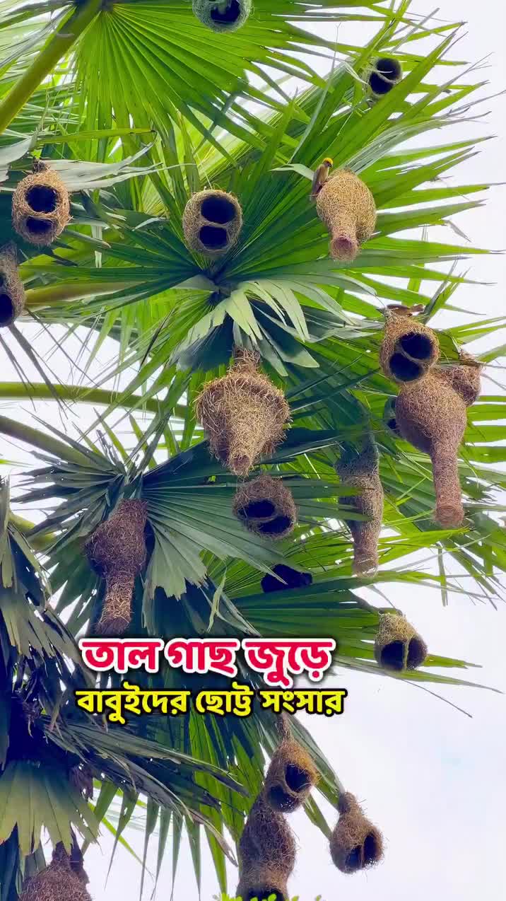 @đŋjasimđāĻĒā§āϰāĻā§āϤāĻŋ đāĻĒā§āϰā§āĻŽāĻŋđŋ