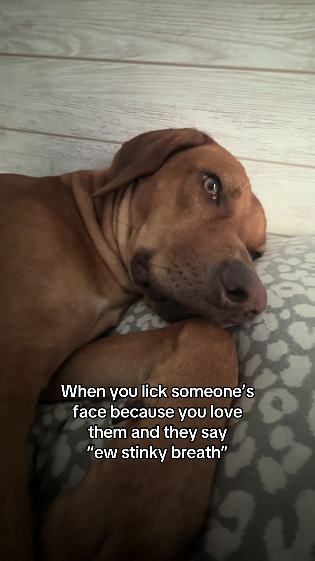 @Blue the Ridgeback