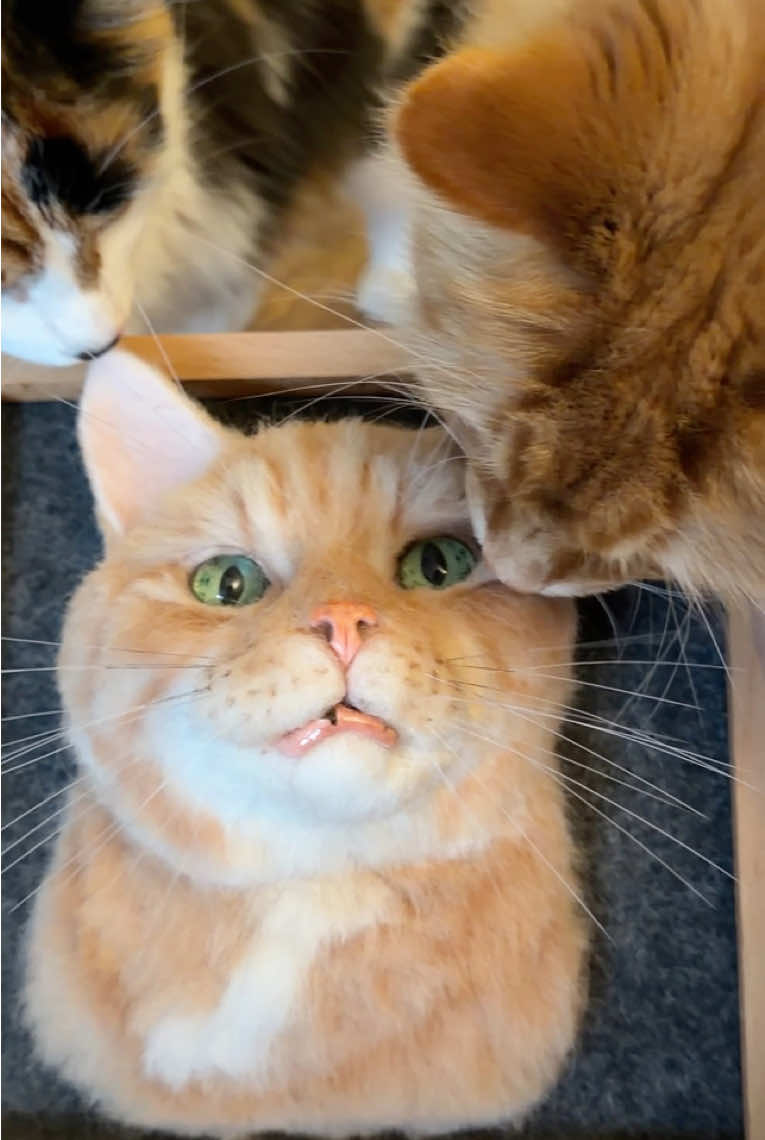 @The Oreo Cat