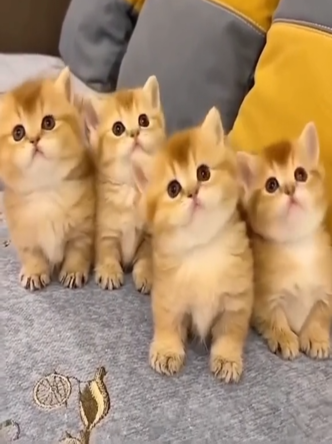 @Chonky World Of Cats