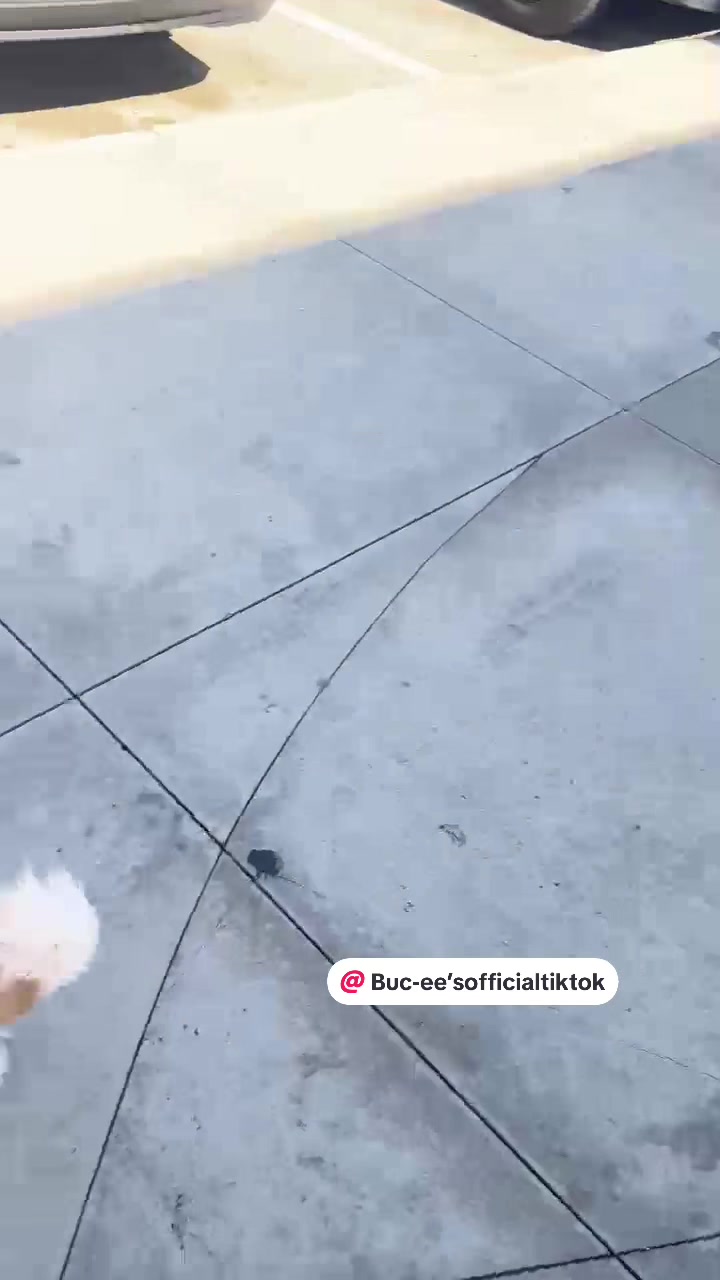 @🐕🐾MayaTheChihuahua🐾🐕