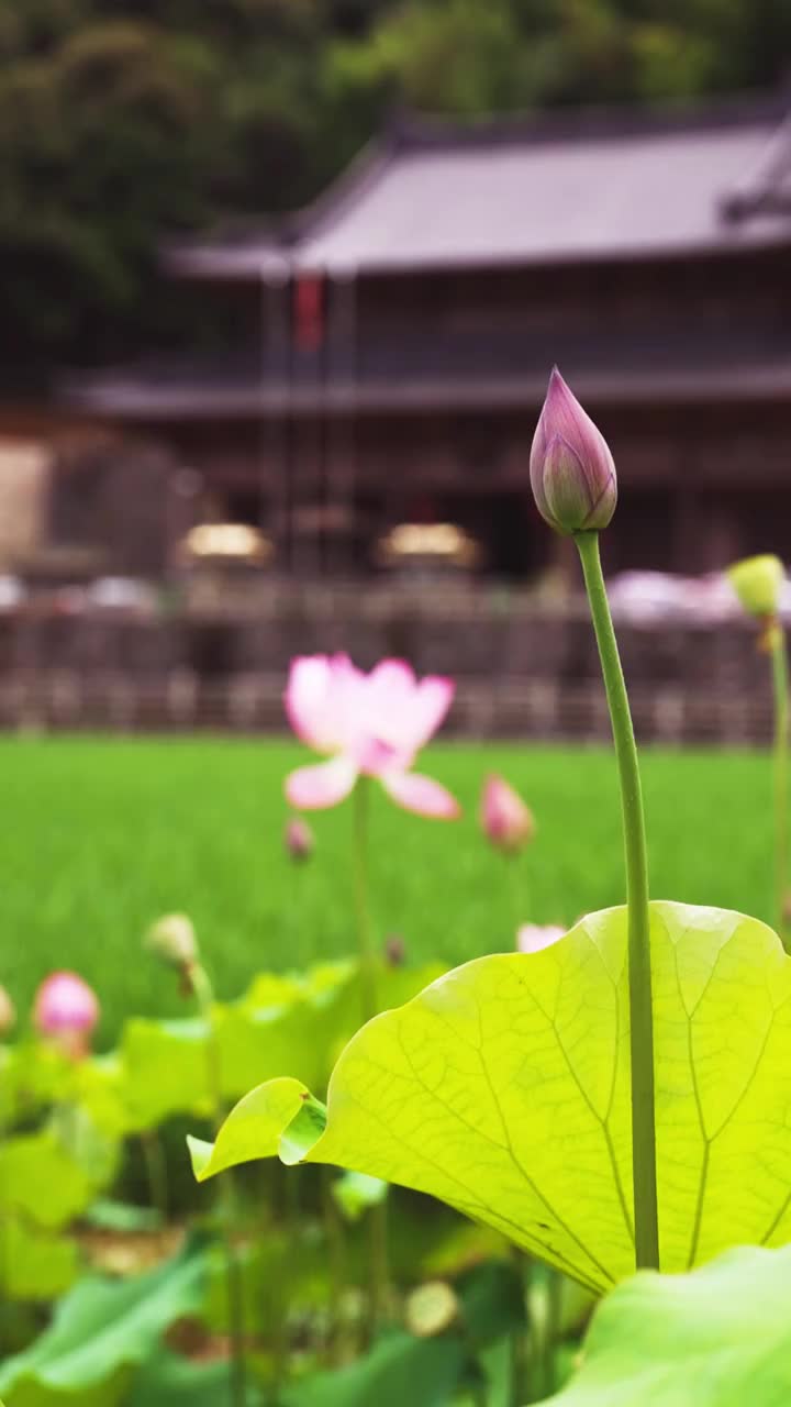 @紫斗天禄