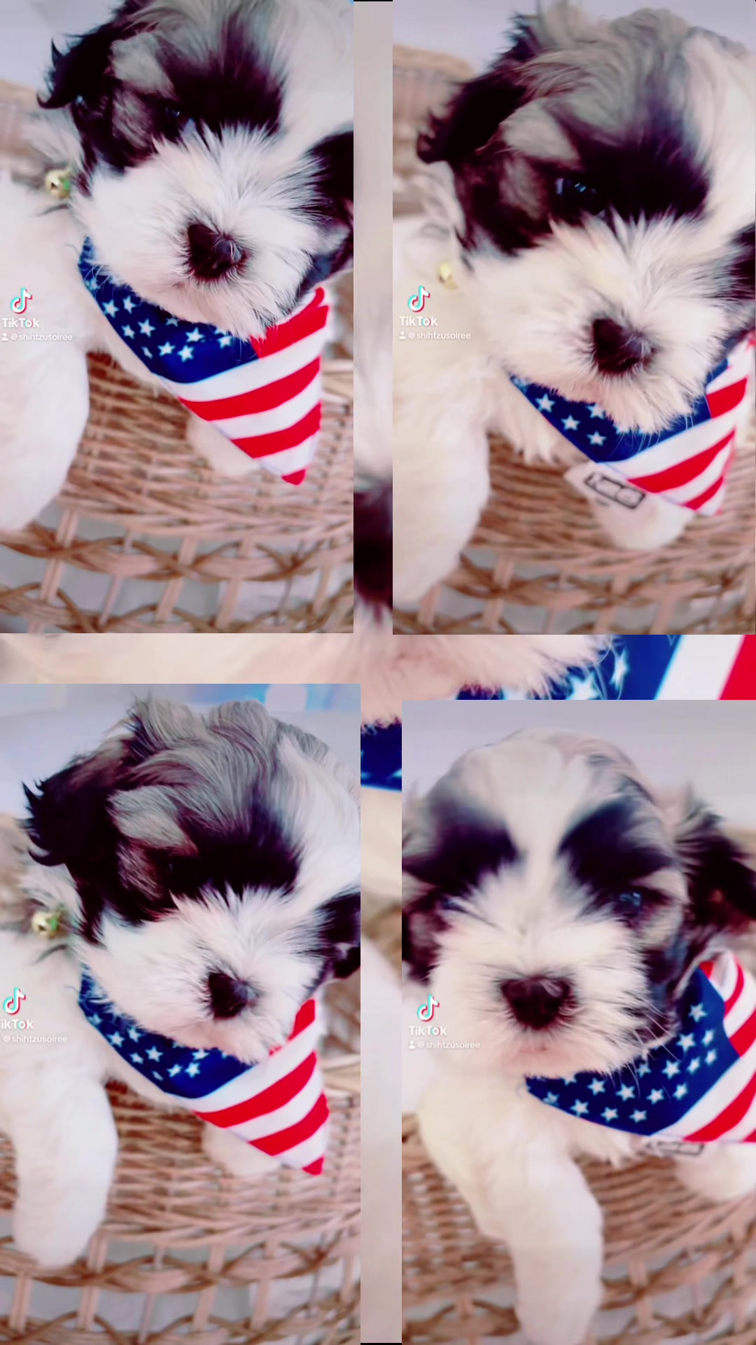 @SHIHTZU SOIRÉE