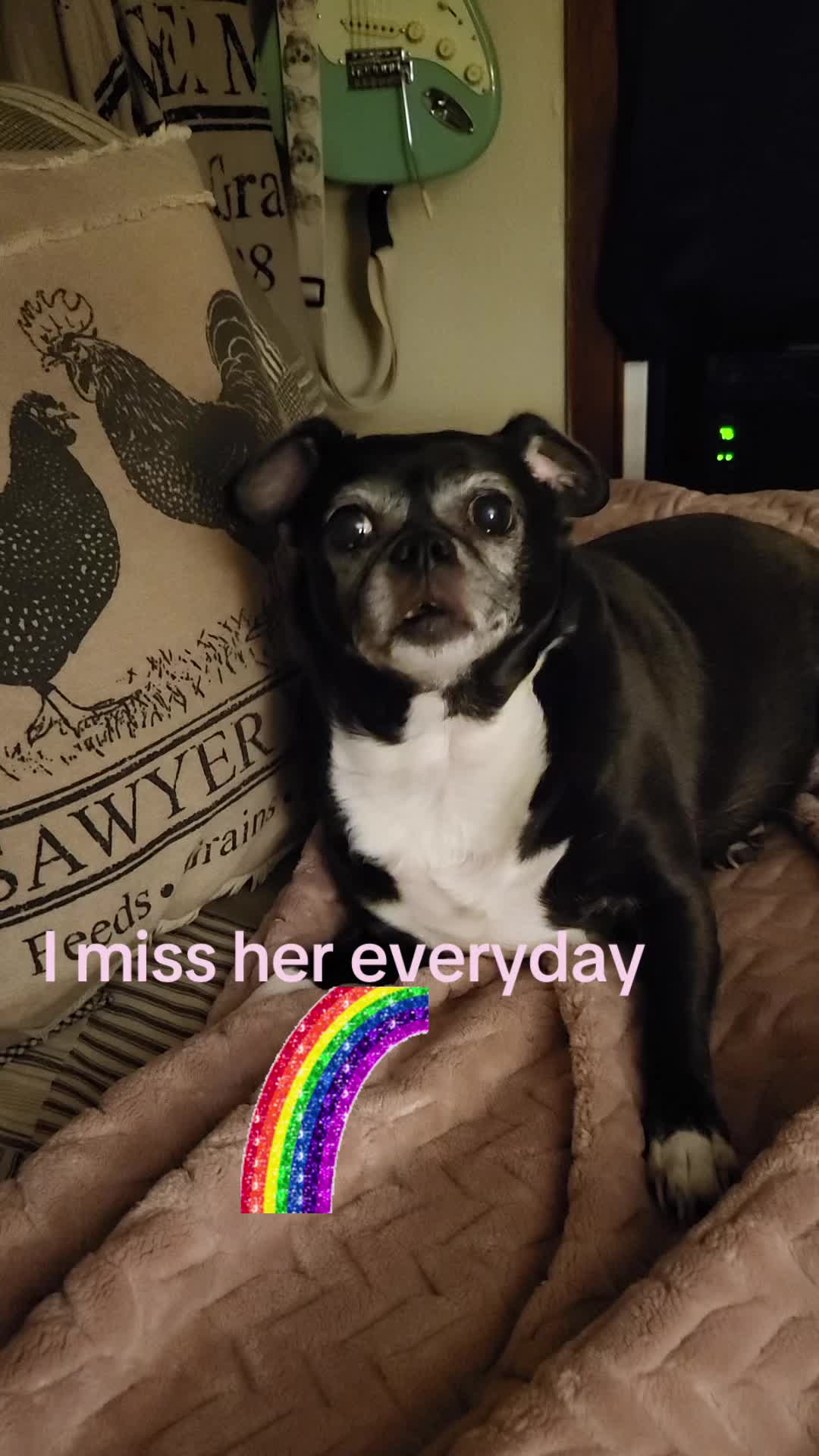@bostonterrier7