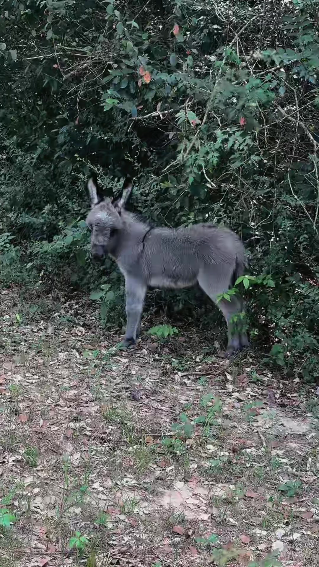 @Fenrir