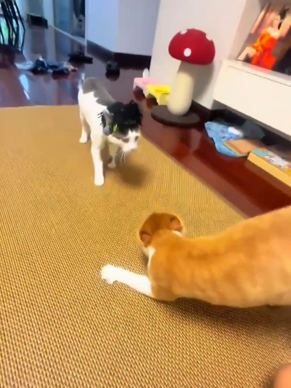 @Catman