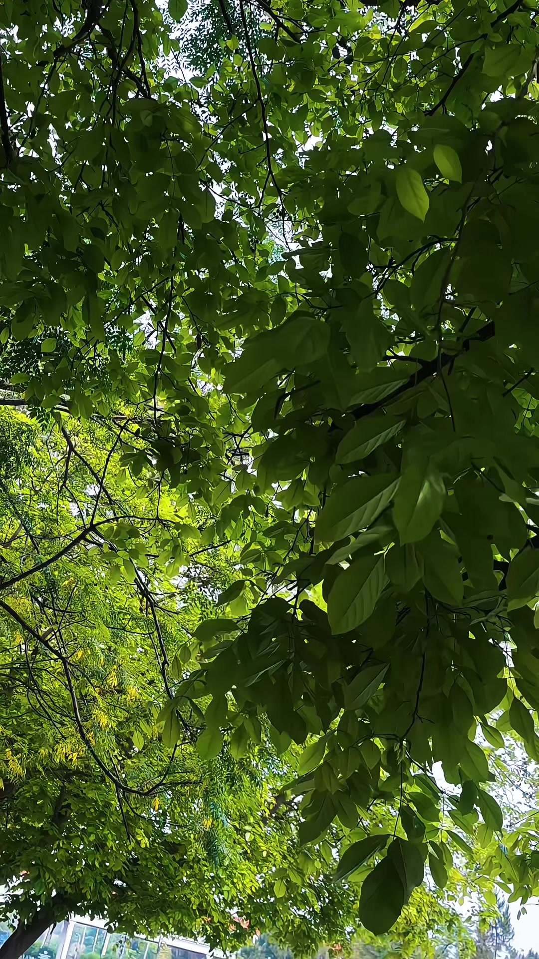 @مُرشد