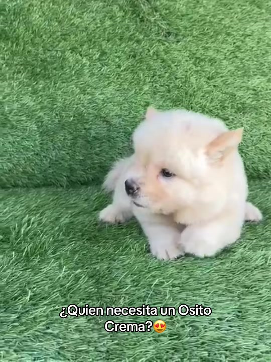 @Dogsr_rd1