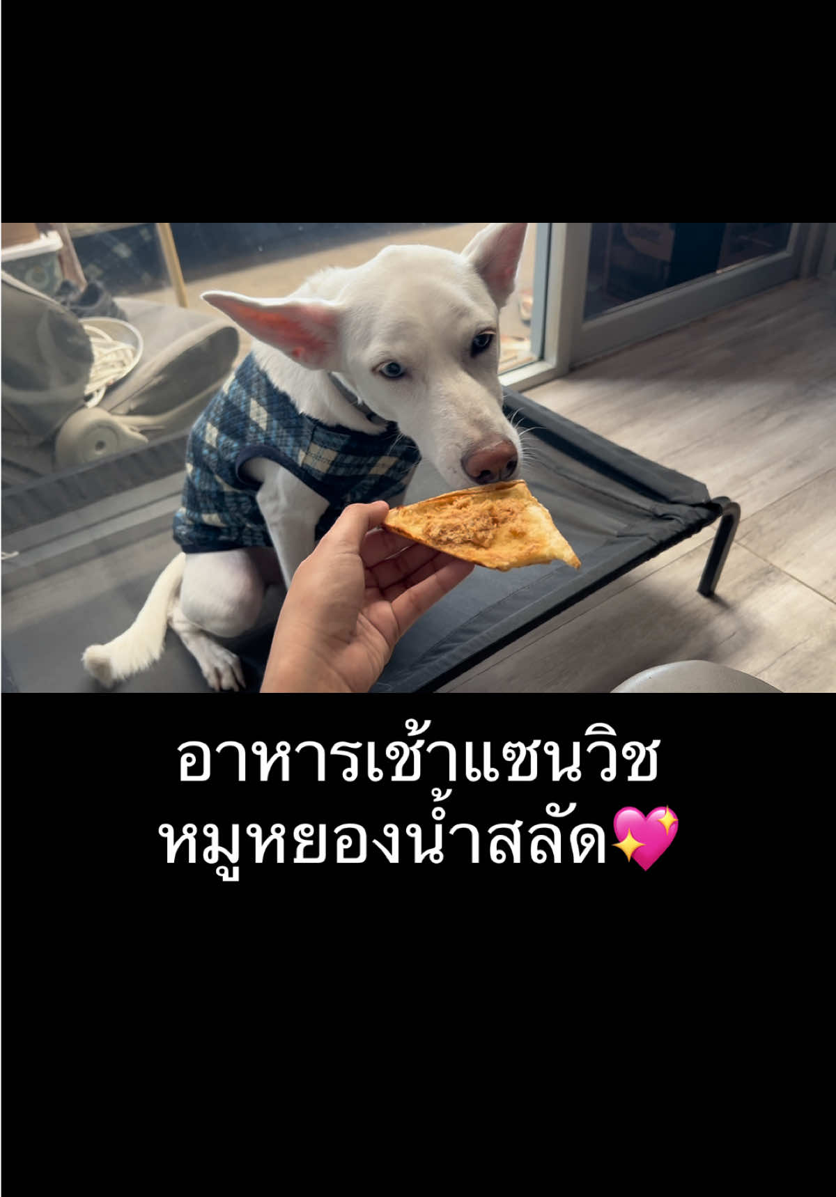 @มะลิตาฟ้าาาาา🐕🐶💫