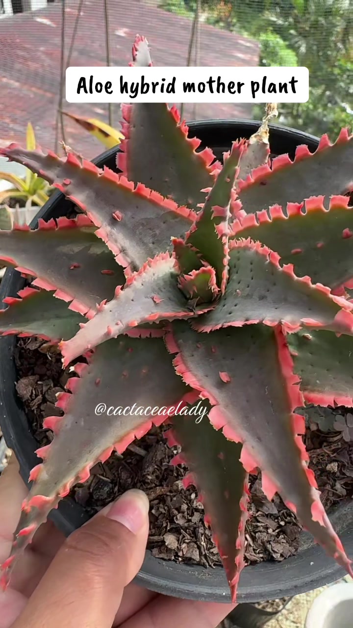 @CactaceaeLady