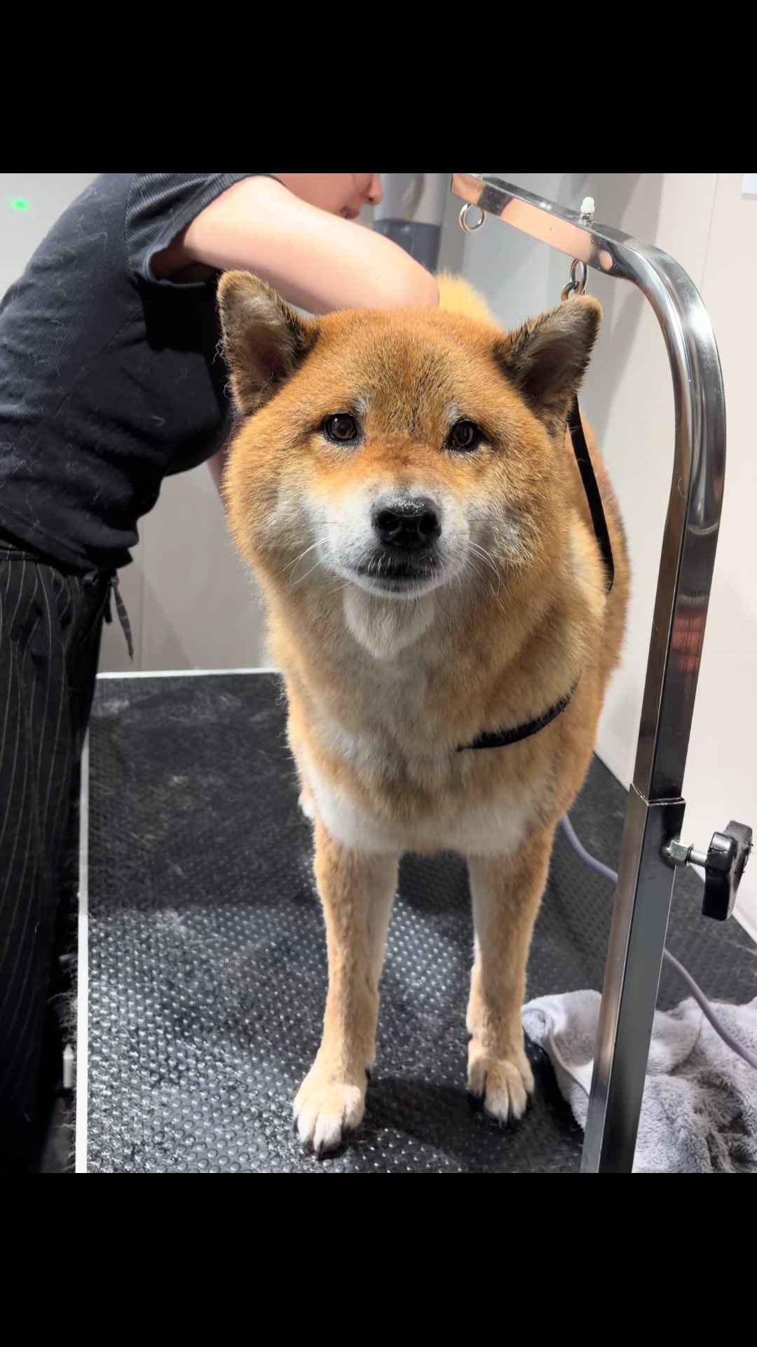 @柴犬むーちゃん