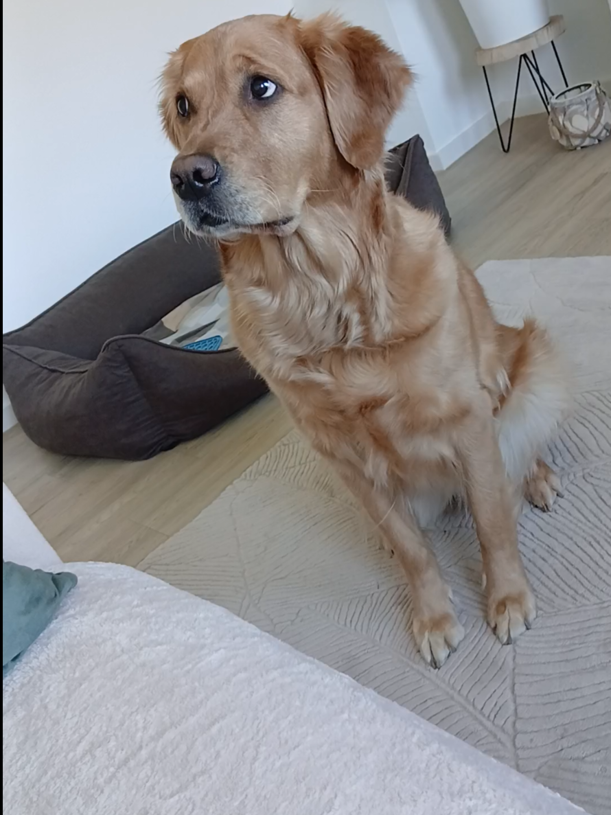 @kleiner Frechdachs 🐾