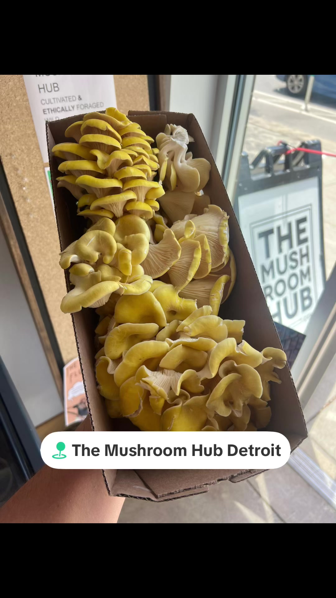 @The Mushroom Hub