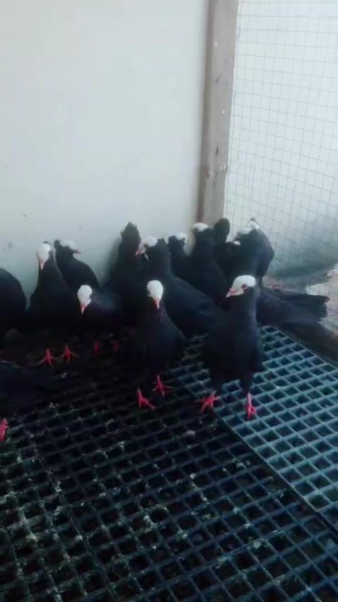 @royal birds