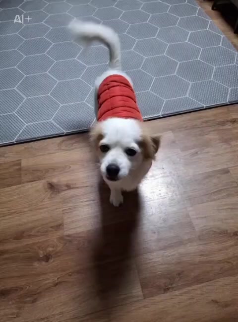 @시골콩콩이