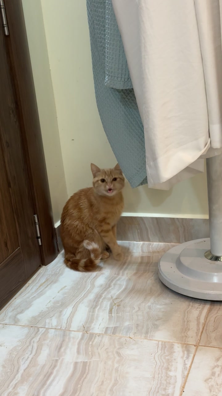 @3aslTheCat