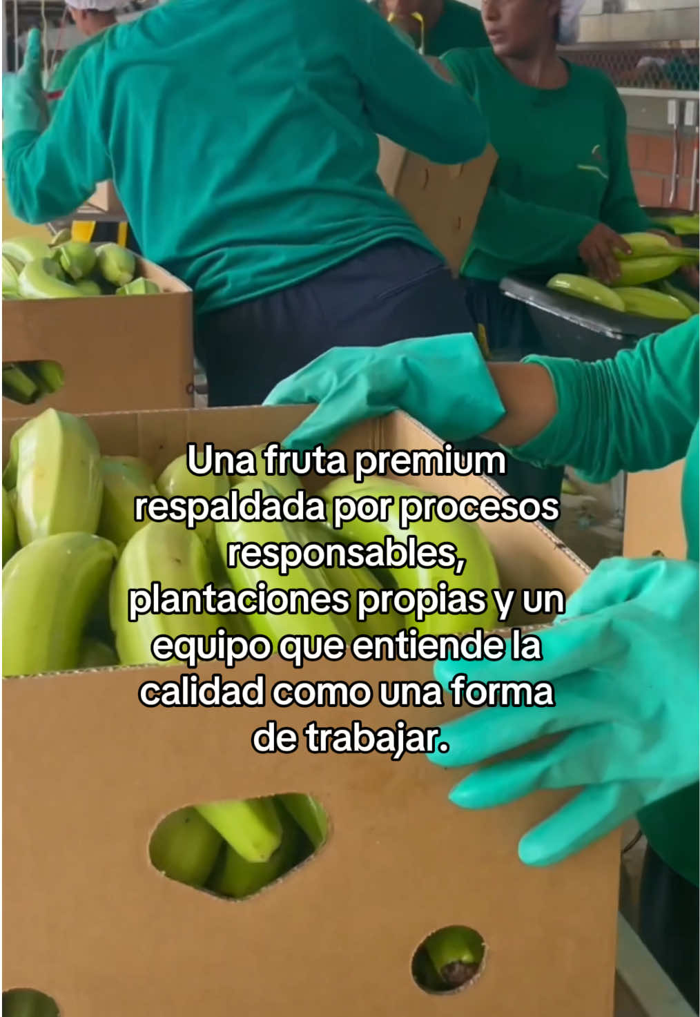@Agricorp sas