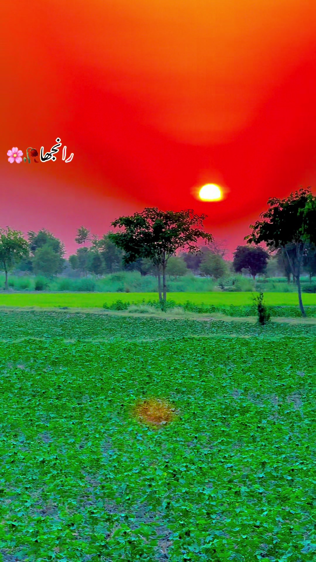@🌾میں۔ میرا۔ پنڈ🎋