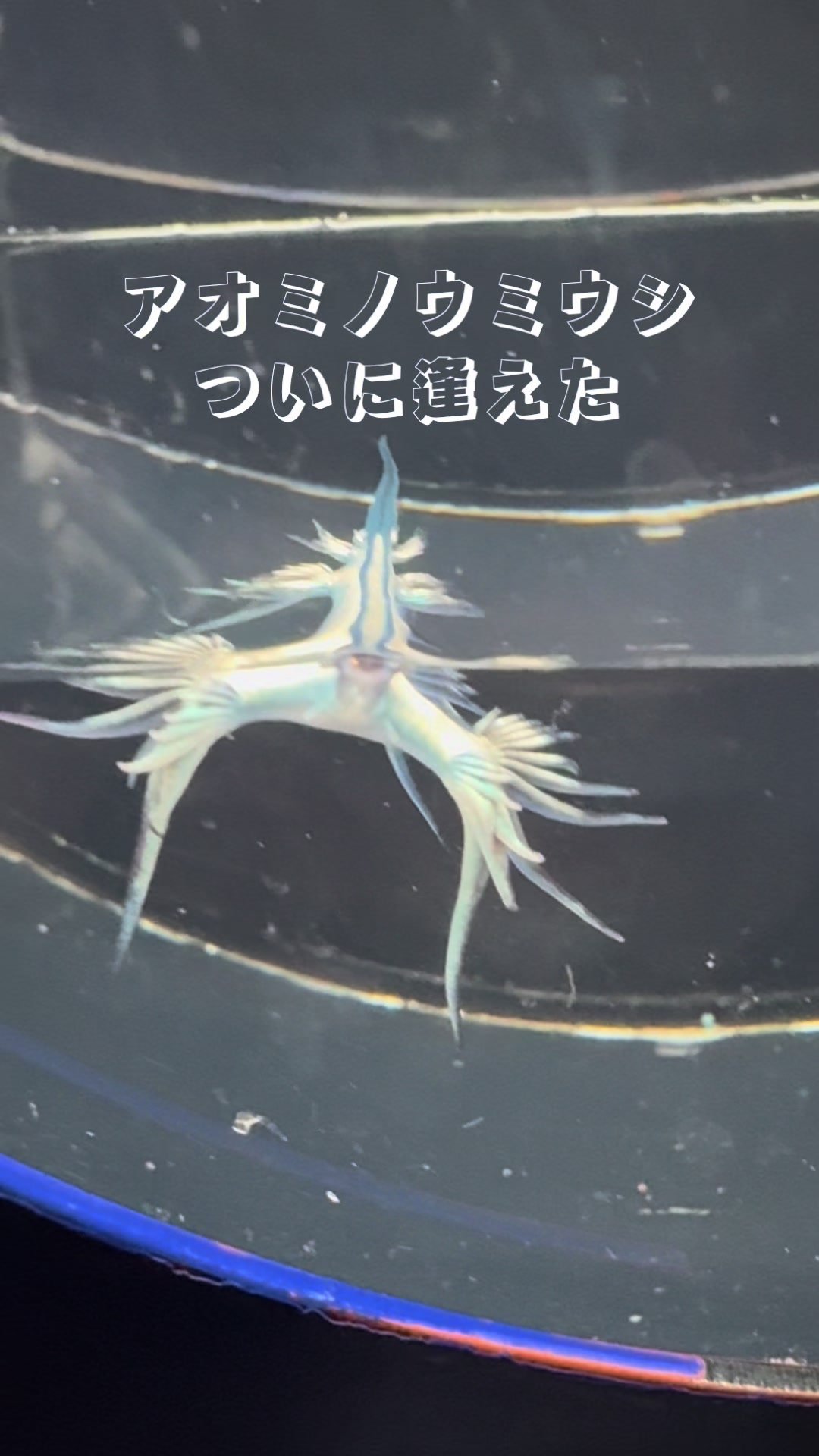 @にゃーにゃー♪🐟🪸