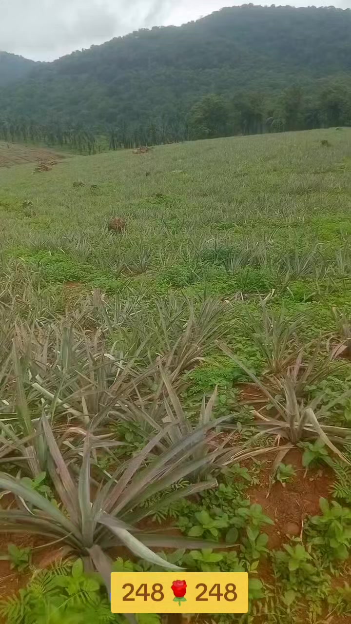 @பேப்பர் ஐடி 248 🌹1