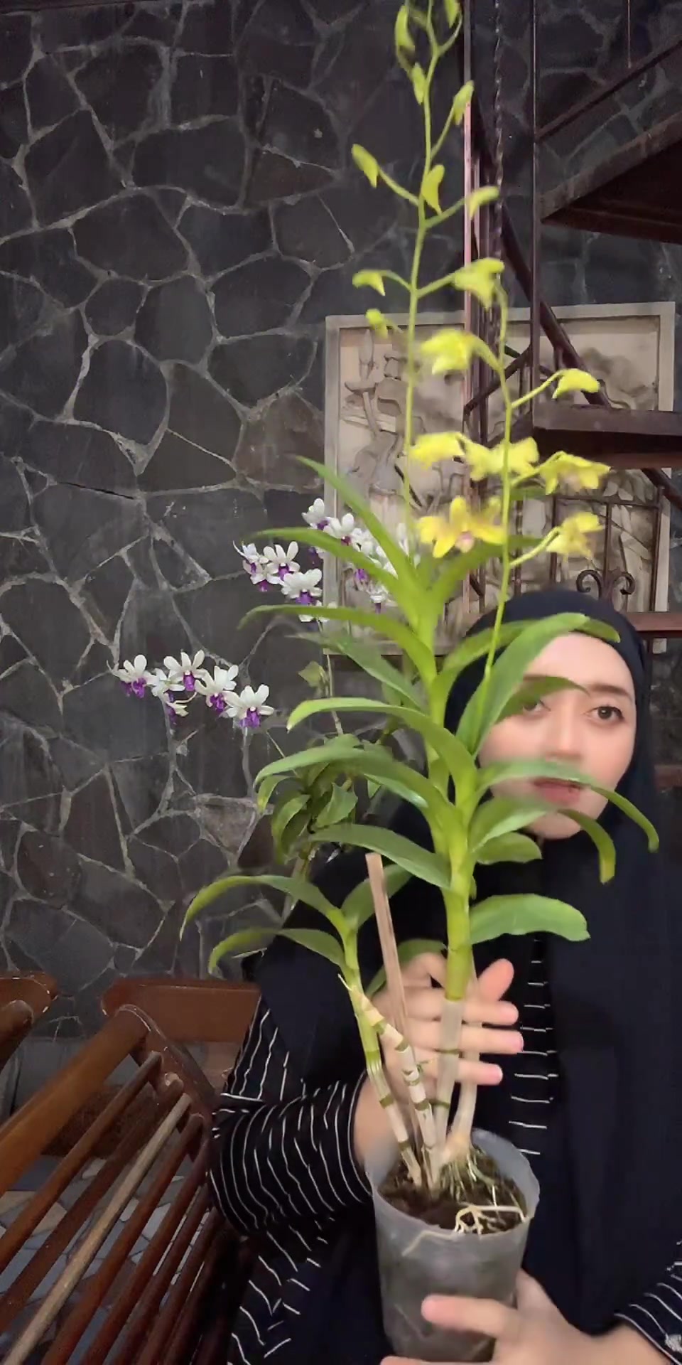 @Anggina Orchid