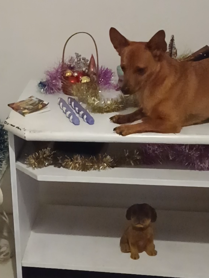 @Cosmos🐕 Maui🐶  Aurora🦊