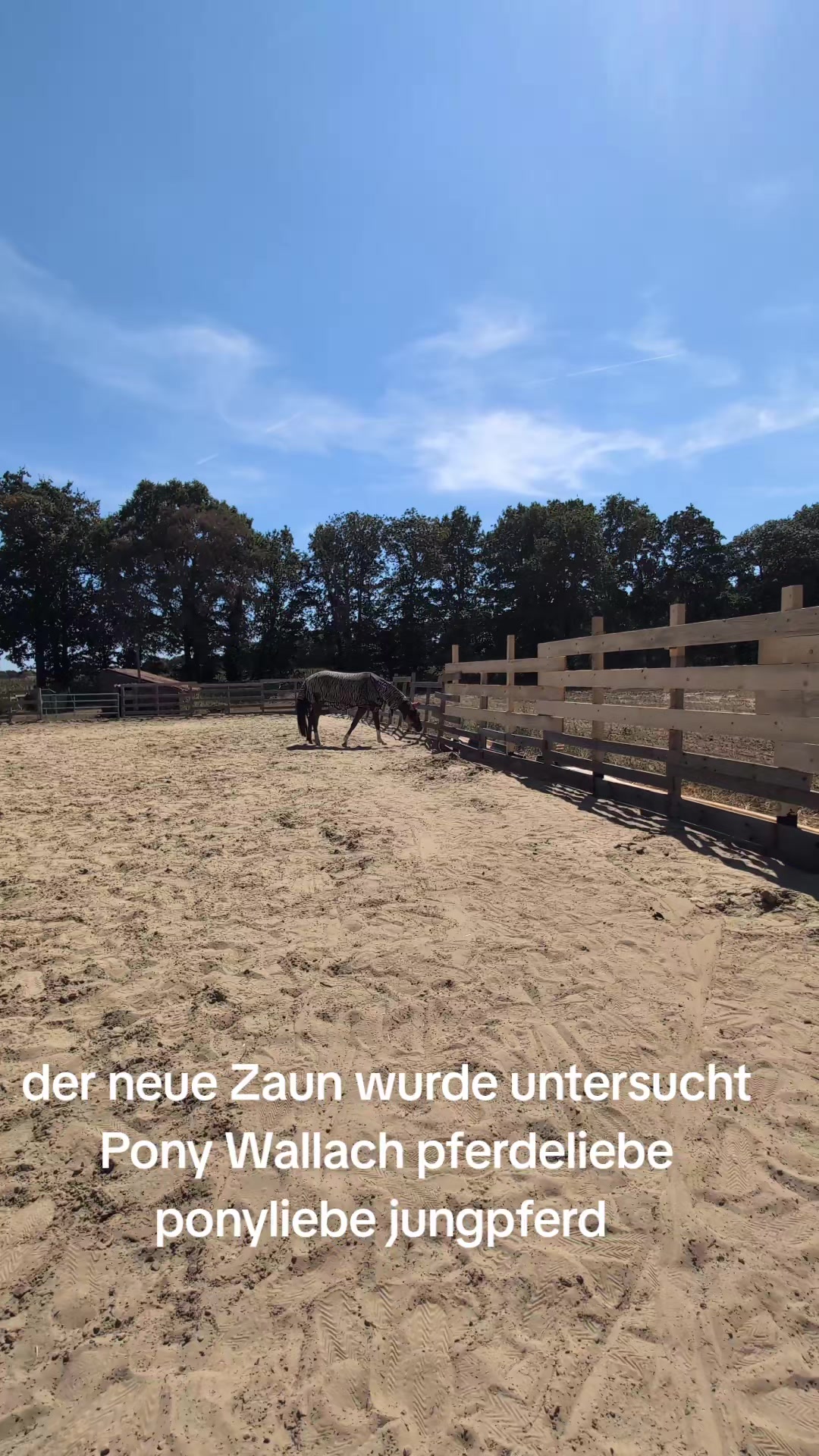@Steffis_horse_world